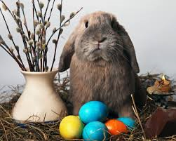 bunny&eggs